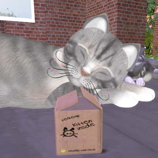 KittyCatS Box - New Born Kitten