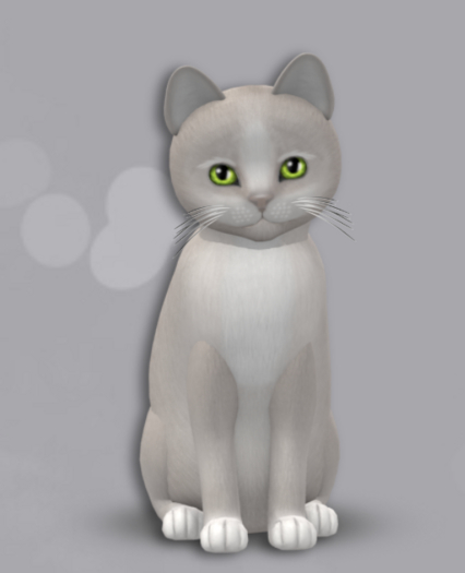 KittyCatS Box 17 M