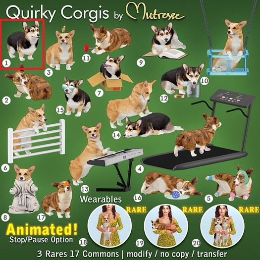01-Mutresse-Quirky Corgis
