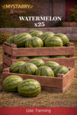 Watermelon 25 [MyStory]