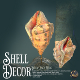 *Shai* Shell Decor - Queen Conch
