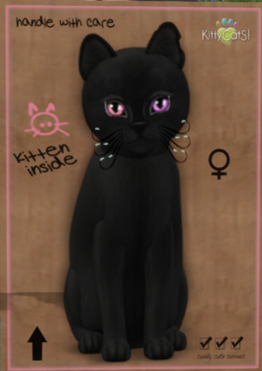 KittyCatS Box -♀ New Born Kitten (8 Traits)