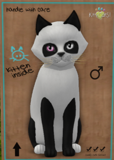 KittyCatS Box -♂ New Born Kitten (5 traits)