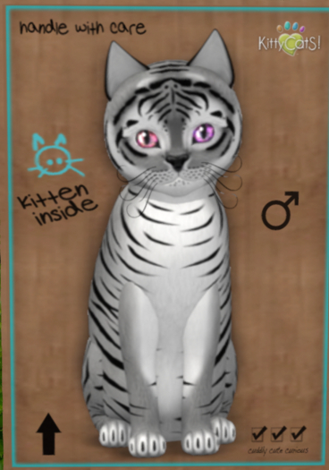 KittyCatS Box -♂ New Born Kitten (8 Traits)
