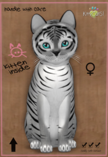 KittyCatS Box -♀ New Born Kitten (2 Traits)