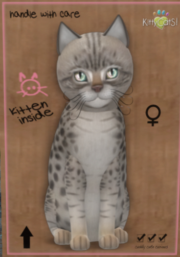 KittyCatS Box -♀ New Born Kitten (9 Traits)