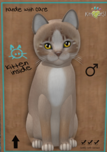 KittyCatS Box -♂ New Born Kitten  tea cup