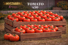 Tomato 50 [MyStory]