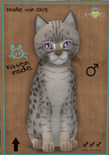 KittyCatS Box -♂ New Born Kitten (9 Traits)