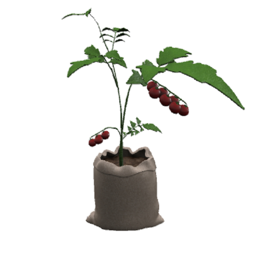 DFS Tomato Plant (FSB#93)