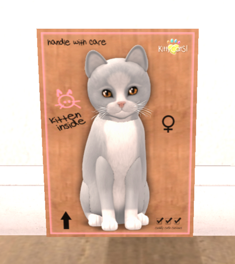 KittyCatS Box - New Born Kitten