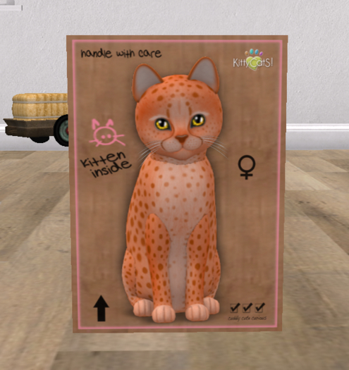 KittyCatS Box - New Born Kitten