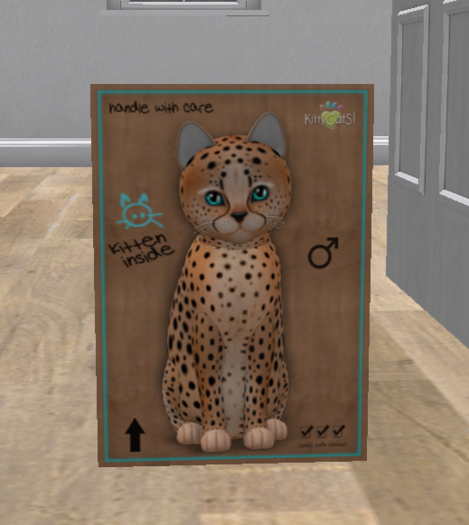 KittyCatS Box - New Born Kitten