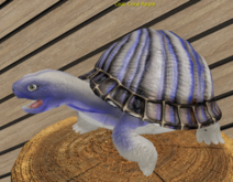 Female Breedable Turtle Foxtrot Coral Purple Large