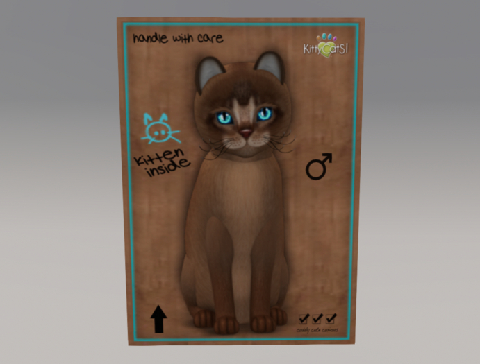 Male breedable Cat KittyCatS Abyssinian - Ruddy Oceania