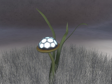 Saucer Plant - Bioluminescent