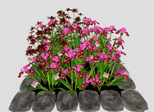 Pink Iris in a Stone Square Border(7LI, 2x2)