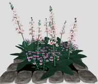 Pink Verbascum in a Stone Square Border(7LI, 2x2)