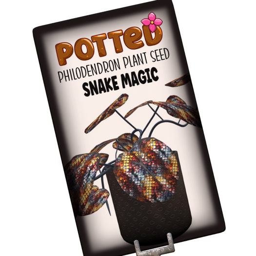 Potted: Philodendron Seed: Snake Magic