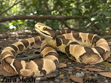 ZM PBR Snake FULL PERM MESH