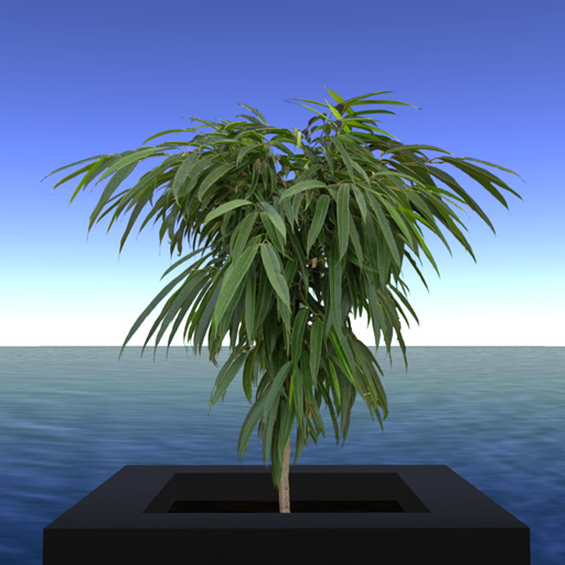 IO Botanics :: Banana-leaf Ficus tall