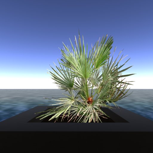 IO Botanics :: Blue Mediterranean Fan Palm