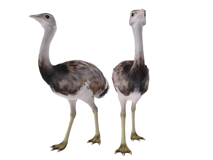  Emu FULL PERM