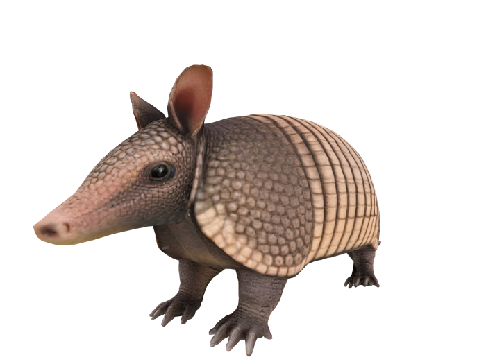  Armadillo FULL PERM
