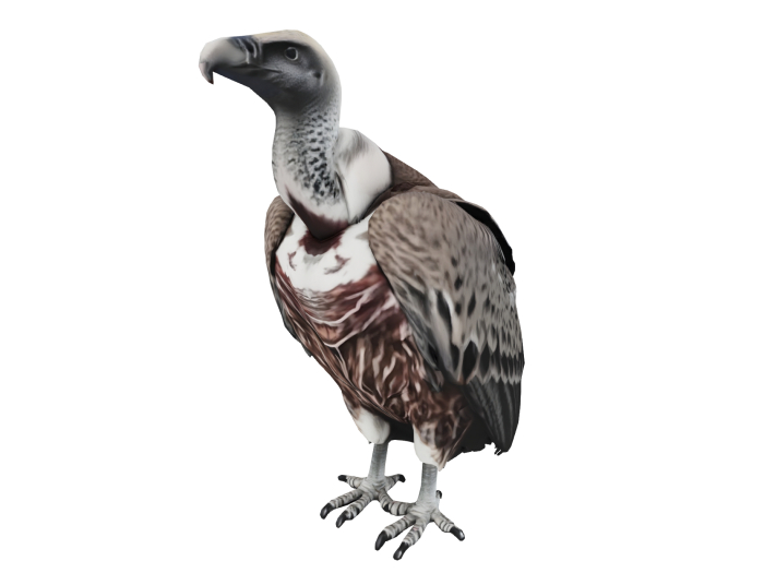 Vulture FULL PERM