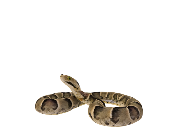Snake FULL PERM