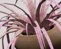 POTTED: Breedable LOVE GUARDIAN Beautiful Spider Plant Seed