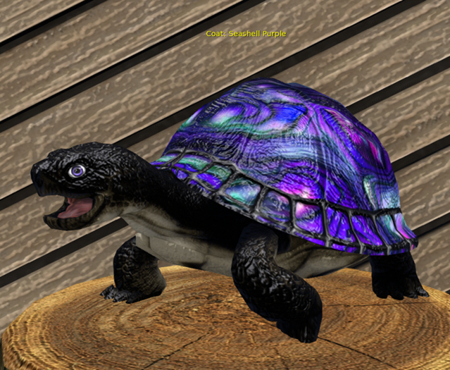 Female Breedable Turtle Foxtrot Beautiful Seashell Purple Large