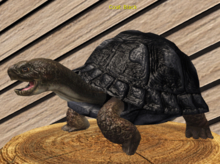 Male Breedable Turtle Foxtrot Beautiful Black Large