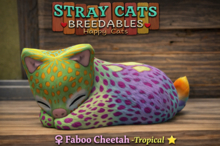 Stray Cats Kitten - Fab Cheet Trop Chubby (F)