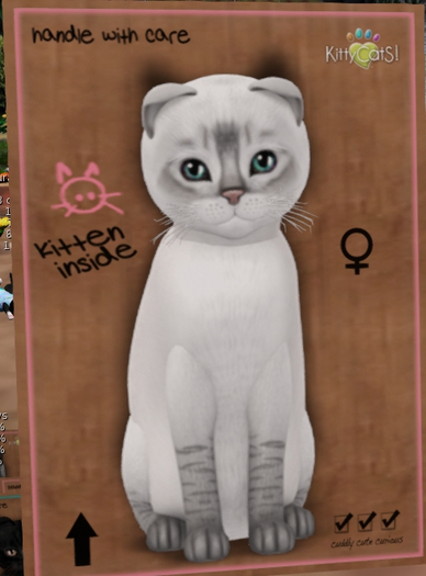 KittyCatS Box - New Born Kitten  1129