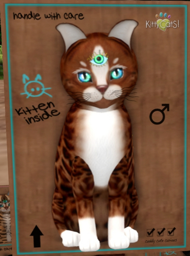 KittyCatS Box - New Born Kitten  1130