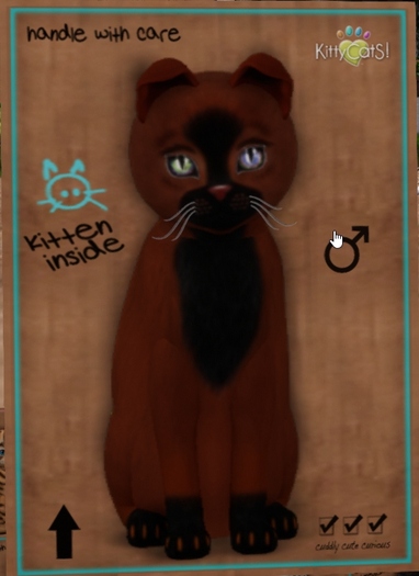 KittyCatS Box - New Born Kitten   1131