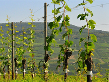 4x Branches [G&S] DDDDDD, basic branches for mixing