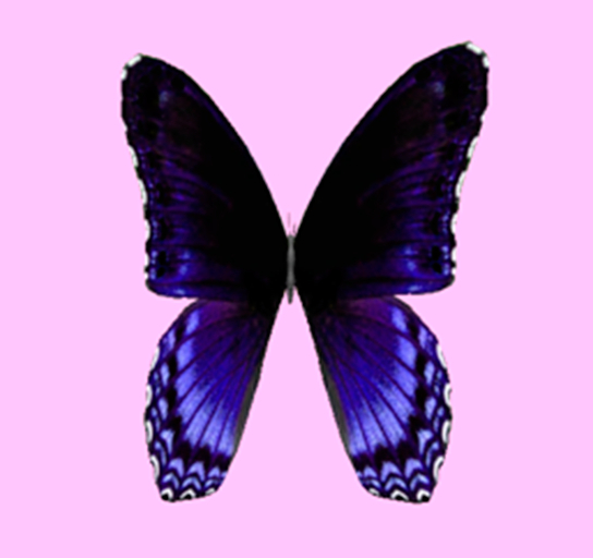 {Papillon} Fe/Mon/Nor/Fey/Butterfly/Dark Cocoon