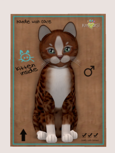 KittyCatS Box - New Born Kitten