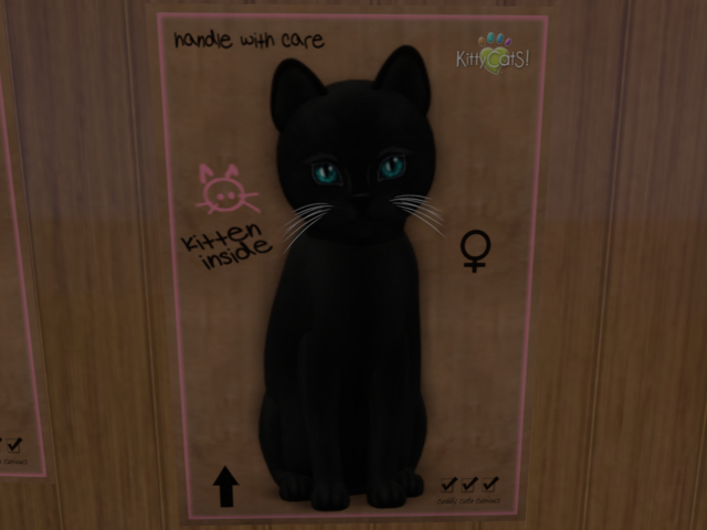 KittyCatS Box - New Born Kitten