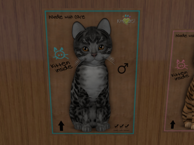 KittyCatS Box - New Born Kitten