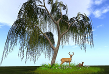 Jad Garden - Spring and summer Willow with deer