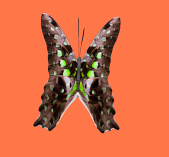 {Papillon} Fe/Sma/Nor/Lin/Butterfly/Agamemnon Cocoon