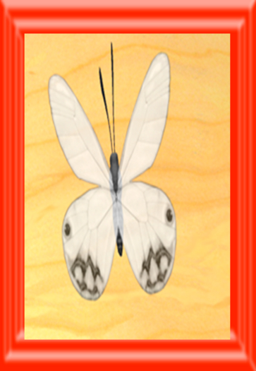 {Papillon} Fe/Sma/Nor/Lin/Butterfly/Alabaster Cocoon