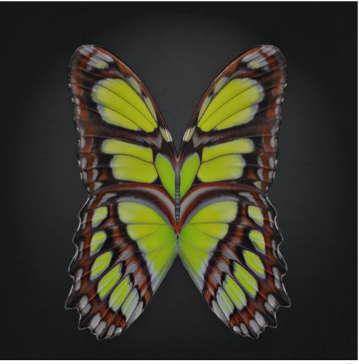 {Papillon} Ma/Sma/Fad/Lin/Butterfly/8thC Cocoon