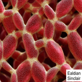 Rose and Yellow Organic Seamless Texture