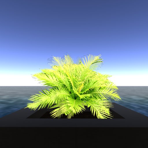 IO Botanics :: Southern Maidenhair Fern