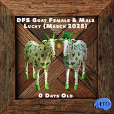 DFS Goat Female & Male  Lucky (March 2025)  (0 Days Old) Rare