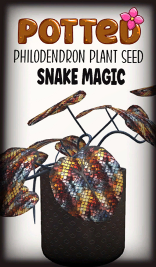 Potted: Philodendron Seed: Snake Magic